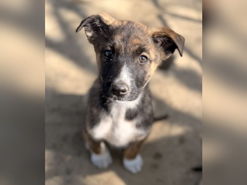 Corbel, geb. ca. 12/25, lebt in GRIECHENLAND, auf einer privaten Pflegestelle