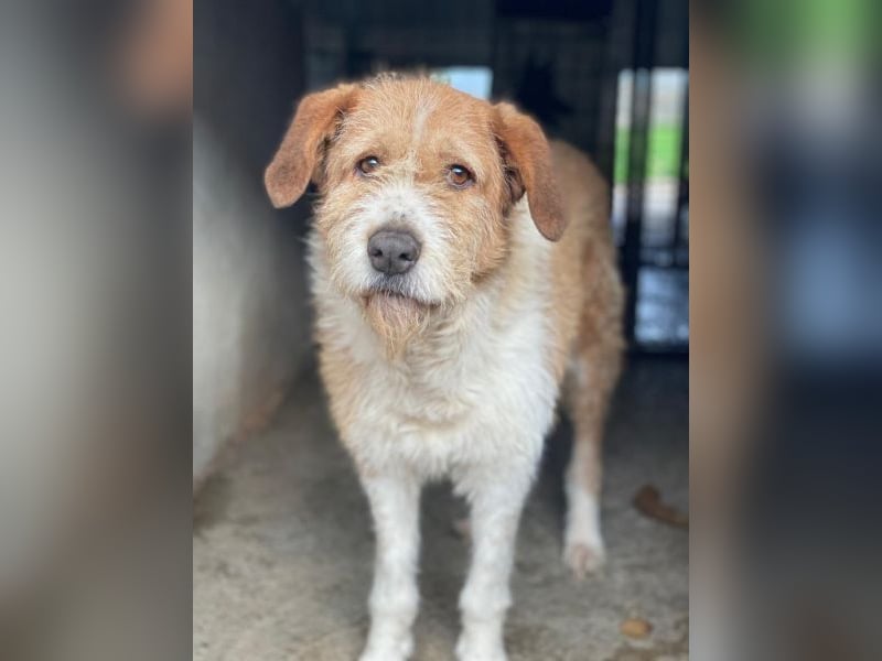 Yvaine, geb. ca. 05/2024, lebt in GRIECHENLAND, im städt. Tierheim Serres