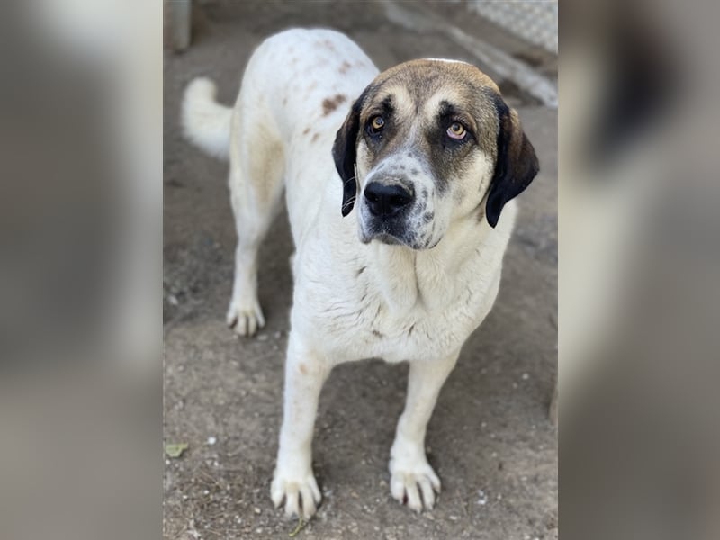 Elliot, geb. ca. 05/2022, lebt in GRIECHENLAND, im städt. Tierheim Serres