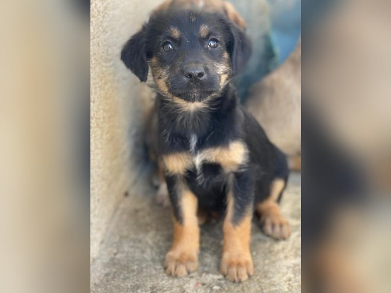 Namari, geb. ca. 02/2026, lebt in GRIECHENLAND, im städt. Tierheim Serres