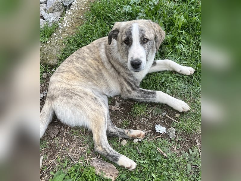 Xabi, geb. ca. 07/2023, lebt in GRIECHENLAND, auf einem Gelände, auf dem die Hunde notdürftig versor