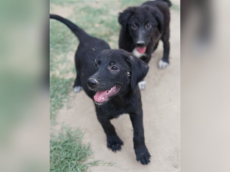 Lillia, geb. ca. 05/2024, lebt in GRIECHENLAND, auf einer privaten Pflegestelle