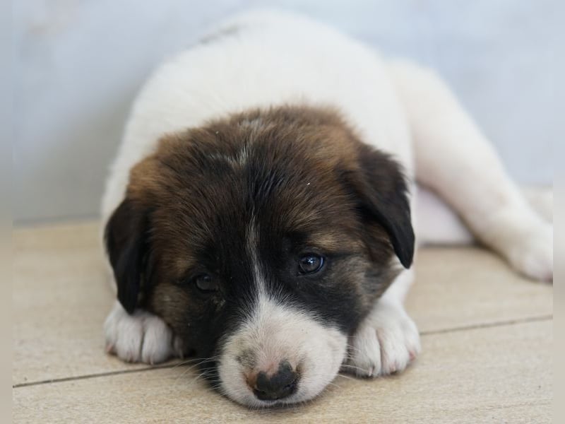 Calma, geb. ca. 01/2026, lebt in GRIECHENLAND, auf einer privaten Pflegestelle