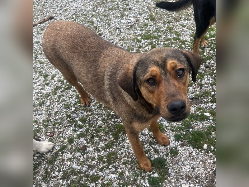 Valmira, geb. ca. 05/2024, lebt in GRIECHENLAND, auf einem Gelände, auf dem die Hunde notdürftig ver