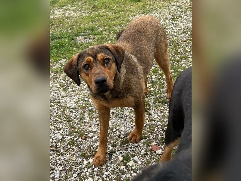 Valmira, geb. ca. 05/2024, lebt in GRIECHENLAND, auf einem Gelände, auf dem die Hunde notdürftig ver