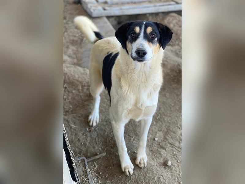 Fanny, geb. ca. 04/2021, lebt in GRIECHENLAND, im städt. Tierheim Serres