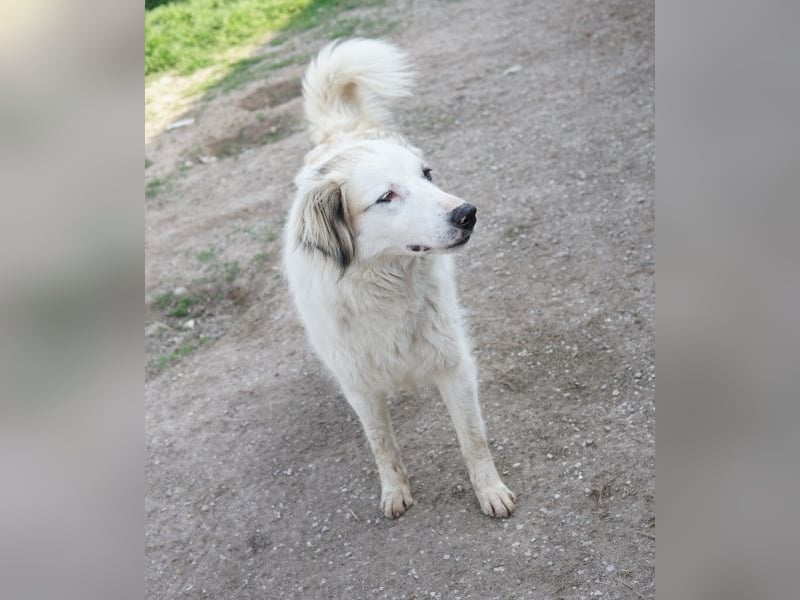 Eika, geb. ca. 02/2023, lebt in GRIECHENLAND, im städt. Tierheim Serres