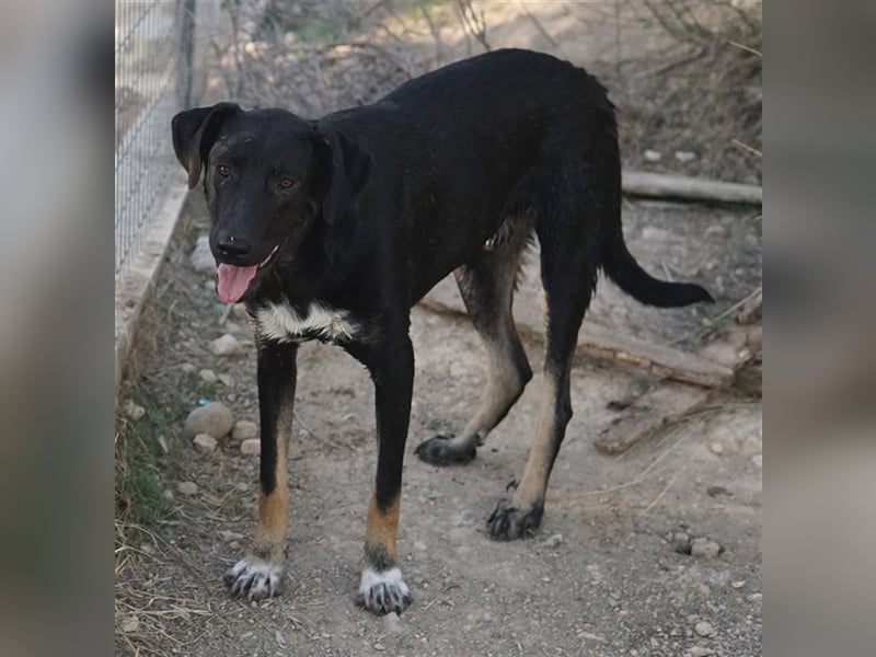 Jeppe, geb. ca. 12/2022, lebt in GRIECHENLAND, im städt. Tierheim Serres