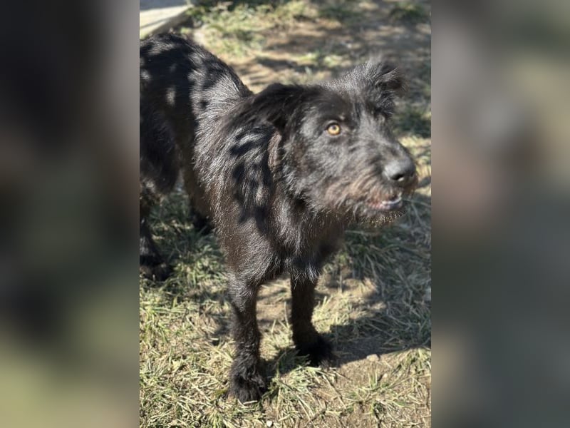 Buffy, geb. ca. 02/2025, lebt in GRIECHENLAND, auf einer privaten Pflegestelle