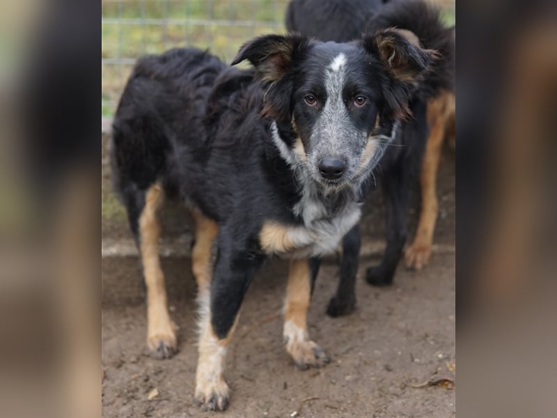 Talom, geb. ca. 03/2022, lebt in GRIECHENLAND, auf einer privaten Pflegestelle