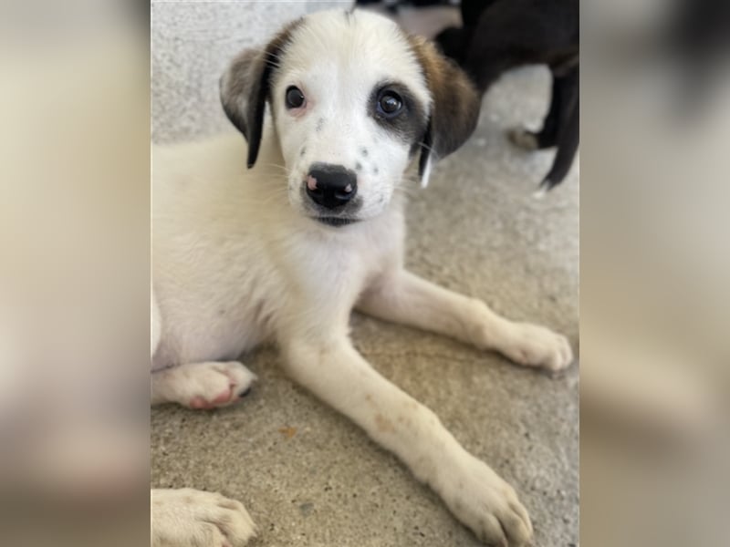 Benda, geb. ca. 06/2023, lebt in GRIECHENLAND, im städt. Tierheim Serres