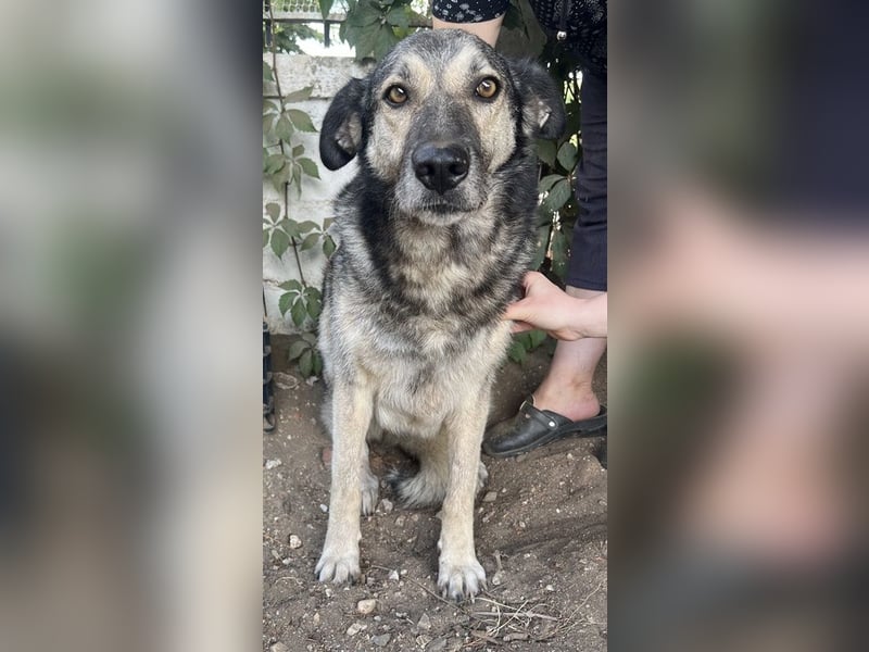 Quarta, geb. ca. 09/2018, lebt in GRIECHENLAND, auf einer privaten Pflegestelle