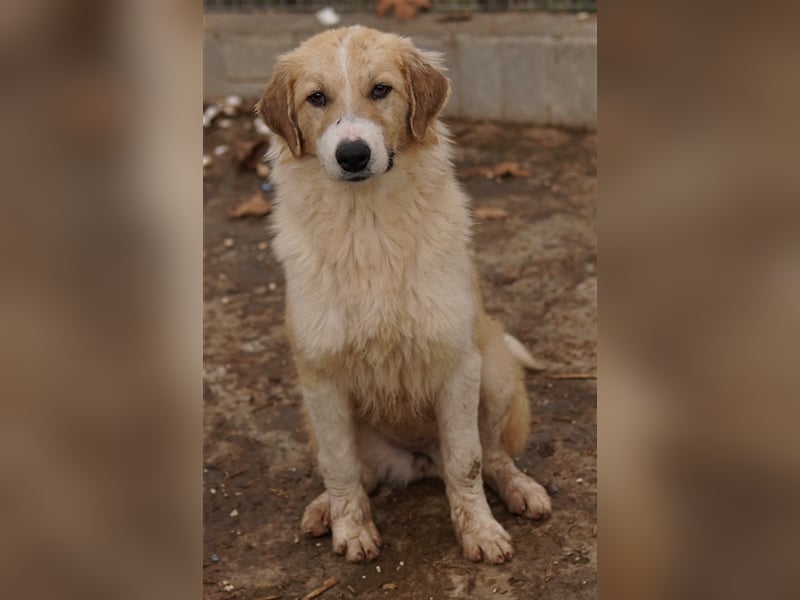 Alrakis, geb. ca. 07/2023, lebt in GRIECHENLAND, auf einer privaten Pflegestelle