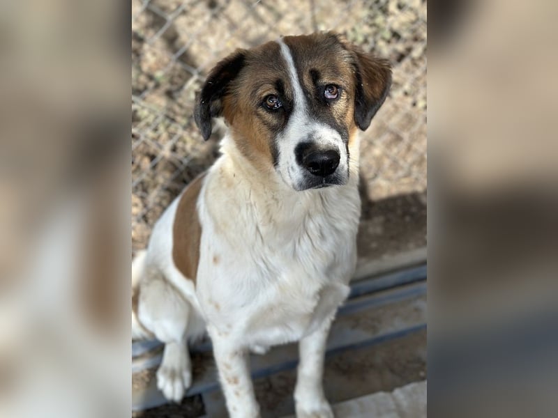 Fiva, geb. ca. 02/2024, lebt in GRIECHENLAND, im städt. Tierheim Serres