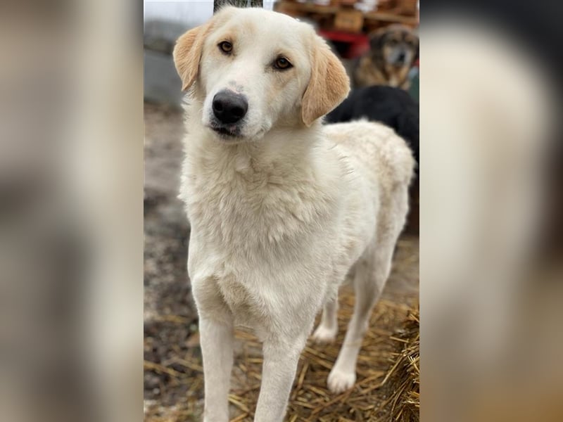 Nami, geb. ca. 12/2019, lebt in GRIECHENLAND, im städt. Tierheim Serres