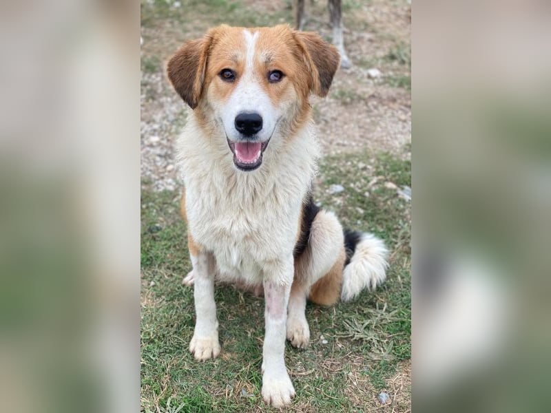 Carys, geb. ca. 10/2024, lebt in GRIECHENLAND, im städt. Tierheim Serres