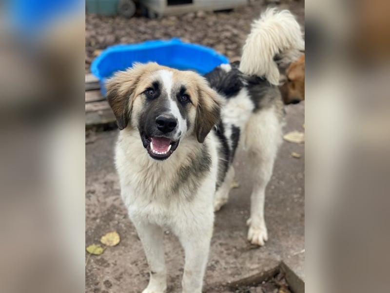 Otys, geb. ca. 03/2022, lebt in GRIECHENLAND, im städt. Tierheim Serres