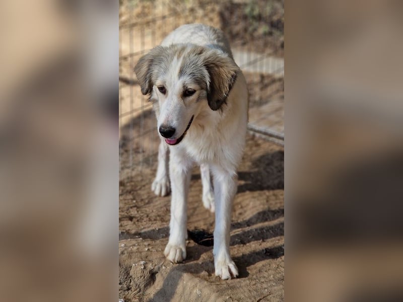 Shirin, geb. ca. 02/2024, lebt in GRIECHENLAND, im städt. Tierheim Serres