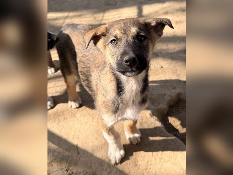 Goudy, geb. ca. 12/25, lebt in GRIECHENLAND, auf einer privaten Pflegestelle