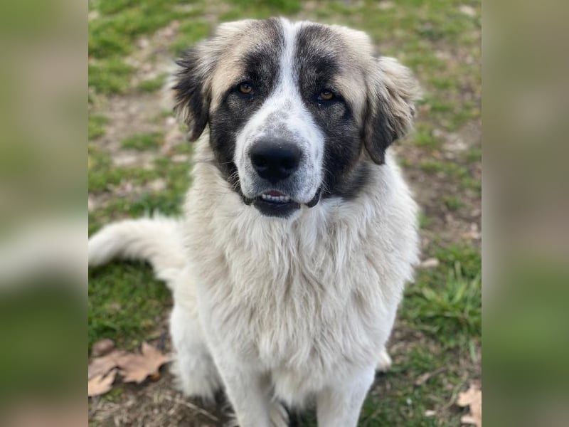 Chef, geb. ca. 07/2025, lebt in GRIECHENLAND, im städt. Tierheim Serres