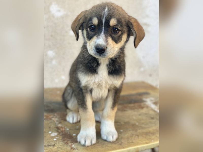 Sissy, geb. ca. 03/2026 , lebt in GRIECHENLAND, auf einer privaten Pflegestelle