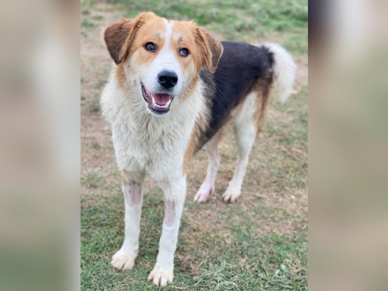 Carys, geb. ca. 10/2024, lebt in GRIECHENLAND, im städt. Tierheim Serres