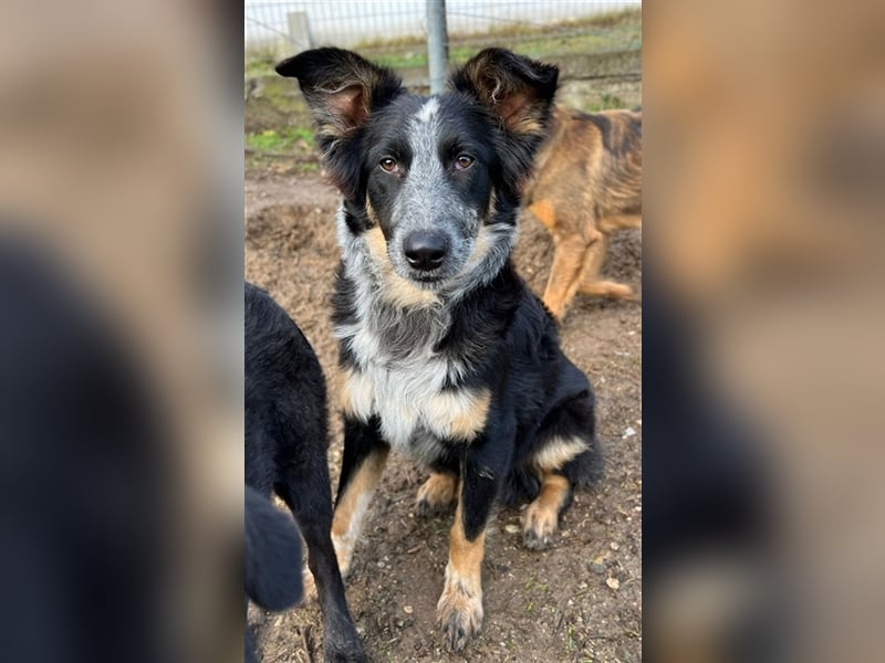 Talom, geb. ca. 03/2022, lebt in GRIECHENLAND, auf einer privaten Pflegestelle