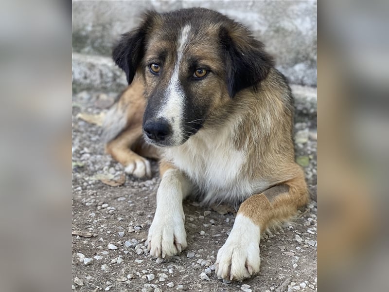 Poppi, geb. ca. 06/2021, lebt in GRIECHENLAND, im städt. Tierheim Serres