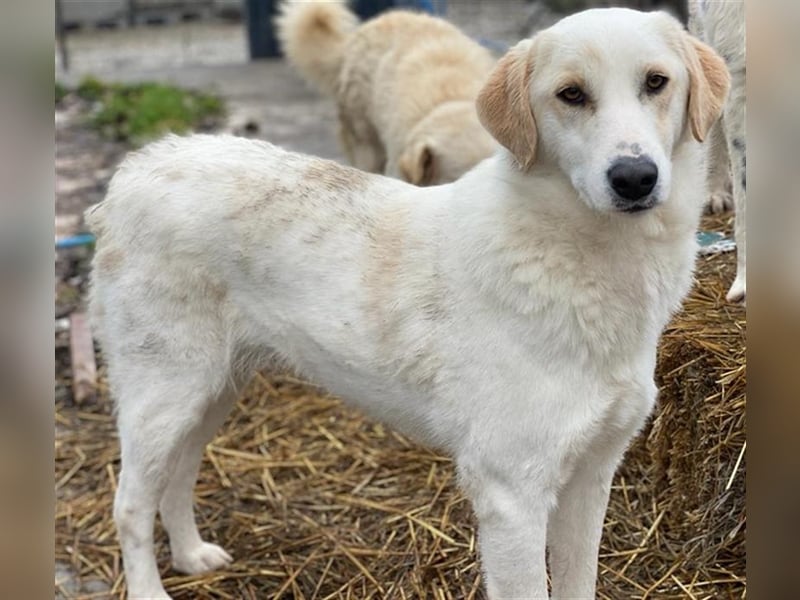 Nami, geb. ca. 12/2019, lebt in GRIECHENLAND, im städt. Tierheim Serres