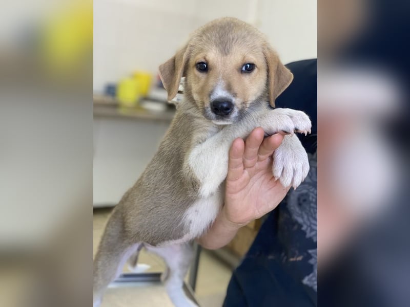 Padme, geb. ca. 04/2024, lebt in GRIECHENLAND, im städt. Tierheim Serres