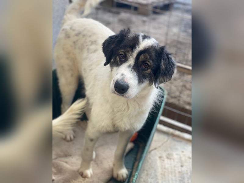 Majolika, geb. ca. 04/2025, lebt in GRIECHENLAND, im städt. Tierheim Serres