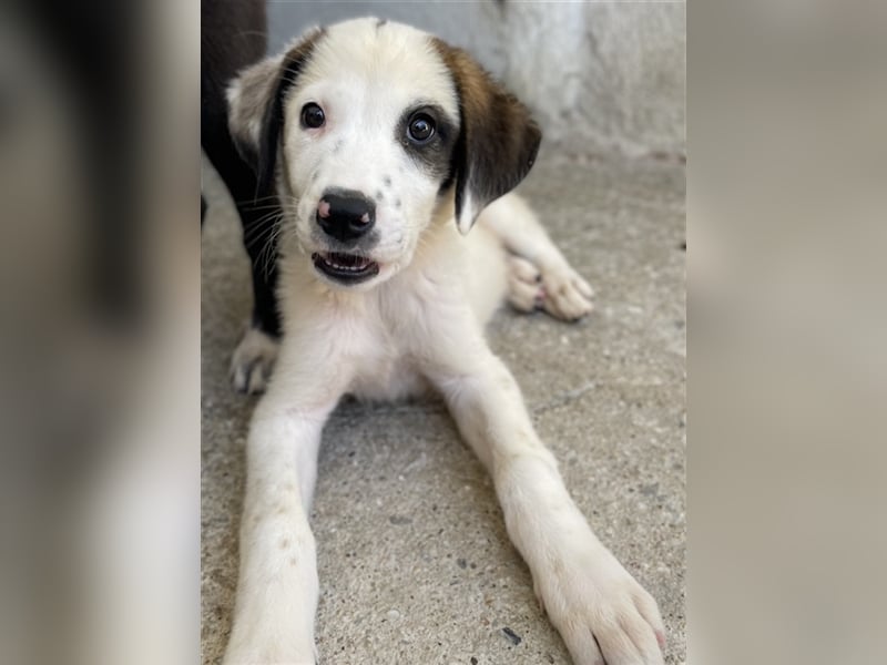 Benda, geb. ca. 06/2023, lebt in GRIECHENLAND, im städt. Tierheim Serres