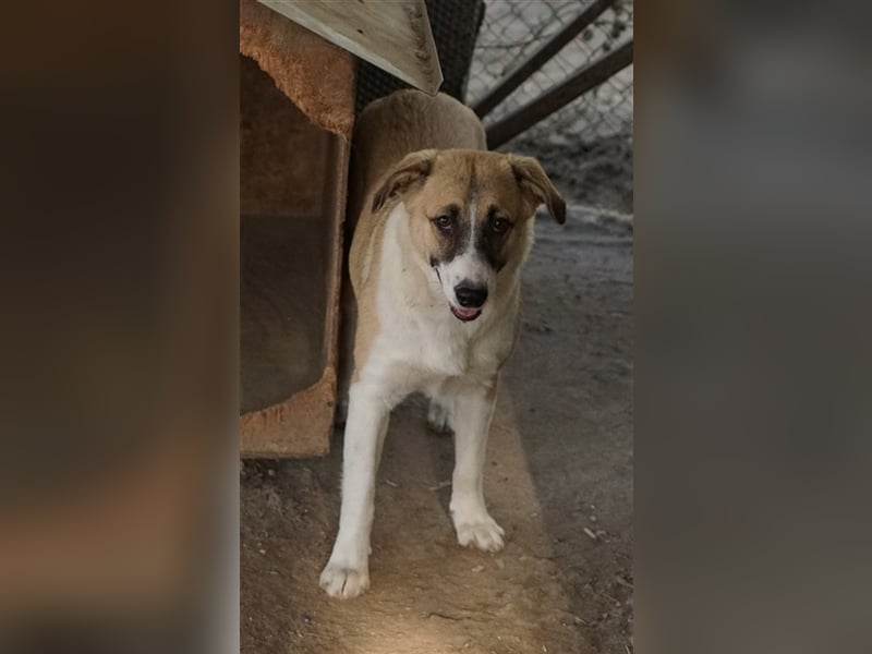 Jeanie, geb. ca. 05/2023, lebt in GRIECHENLAND, im städt. Tierheim Serres