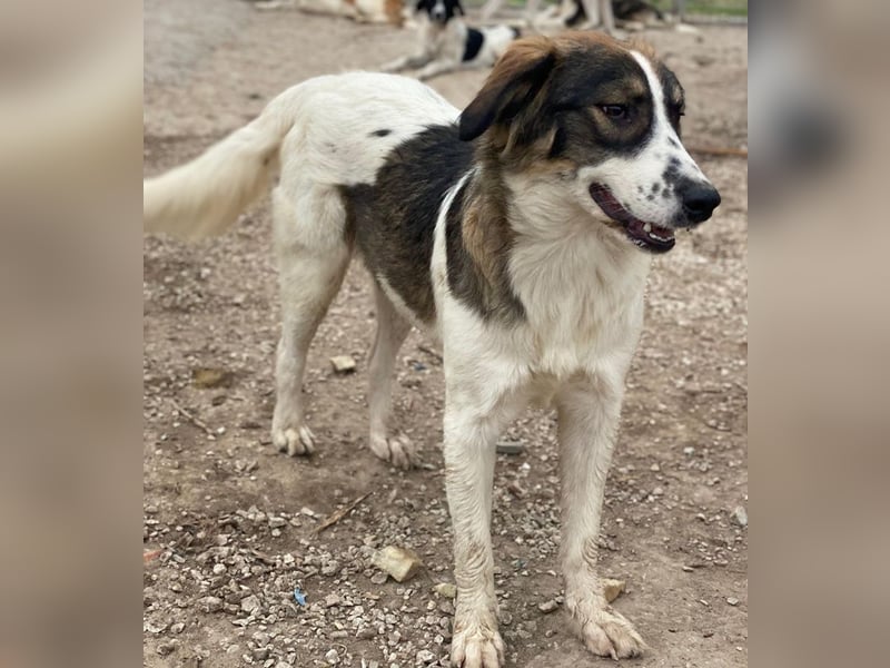 Resi, geb. ca. 10/2024, lebt in GRIECHENLAND, auf einer privaten Pflegestelle