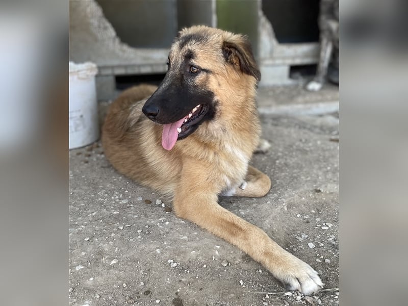 Thumper, geb. ca. 01/2022, lebt in GRIECHENLAND, im städt. Tierheim Serres