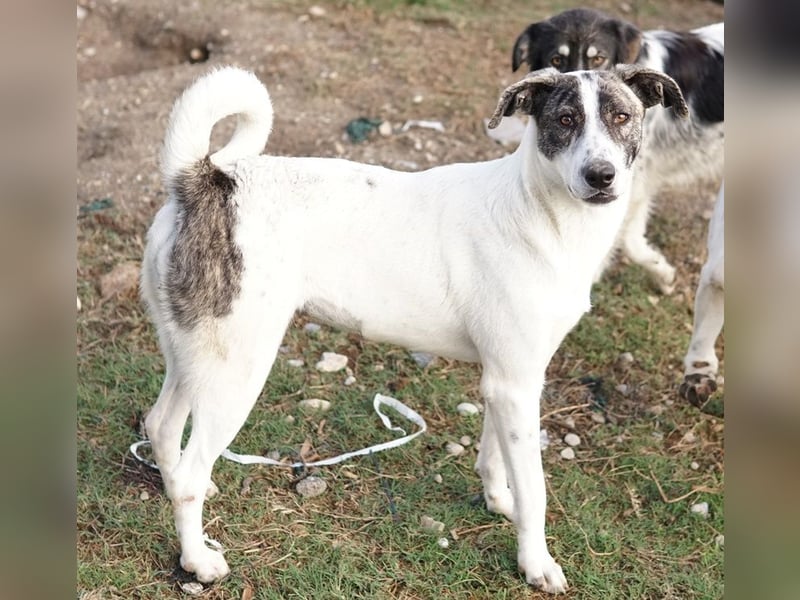 Mea, geb. ca. 11/2022, lebt in GRIECHENLAND, im städt. Tierheim Serres