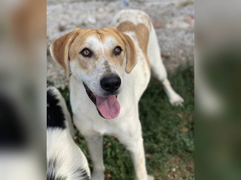 Roxi, geb. ca. 11/2022, lebt in GRIECHENLAND, im städt. Tierheim Serres