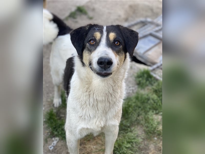 Fanny, geb. ca. 04/2021, lebt in GRIECHENLAND, im städt. Tierheim Serres