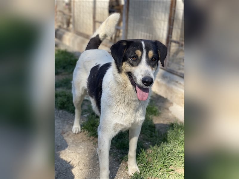 Fanny, geb. ca. 04/2021, lebt in GRIECHENLAND, im städt. Tierheim Serres