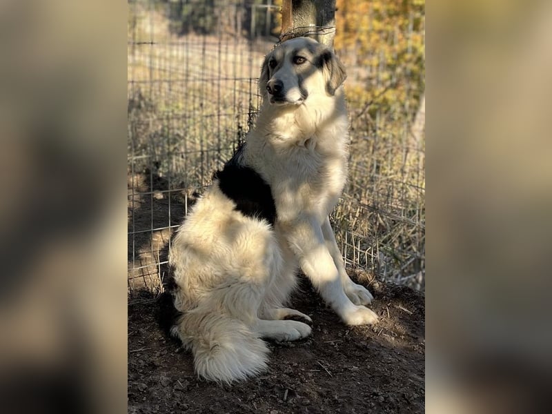 Sally Brown, geb. ca. 12/2023, lebt in GRIECHENLAND, auf einer privaten Pflegestelle
