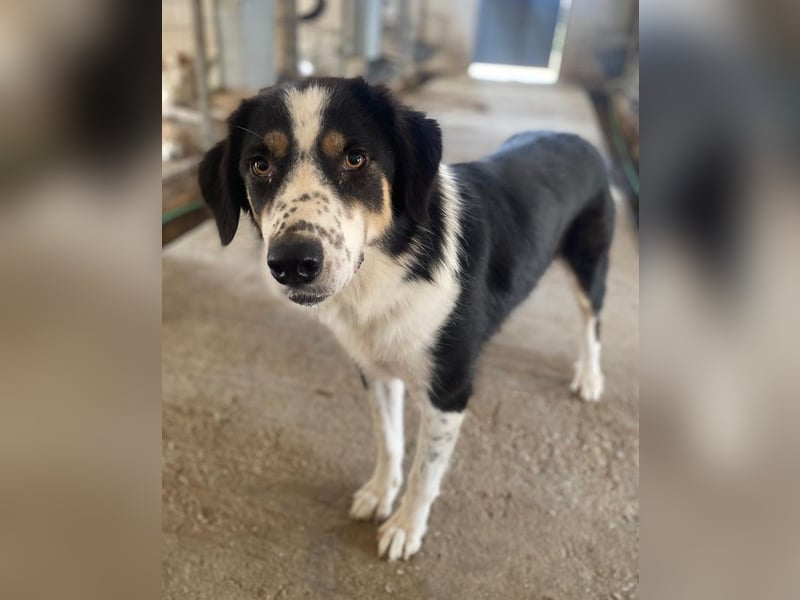 Xanda, geb. ca. 03/2023, lebt in GRIECHENLAND, im städt. Tierheim Serres