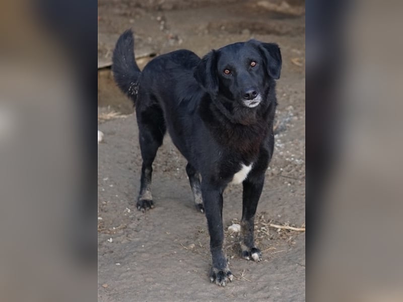 Swarzi, geb. 02/2018, lebt in GRIECHENLAND, im städt. Tierheim Serres