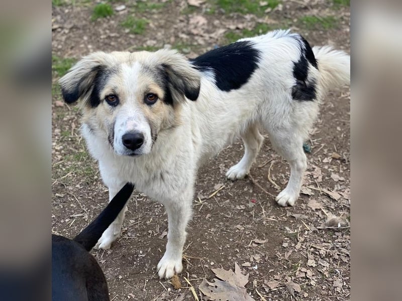 Peggy Jean, geb. ca. 12/2023, lebt in GRIECHENLAND, auf einer privaten Pflegestelle