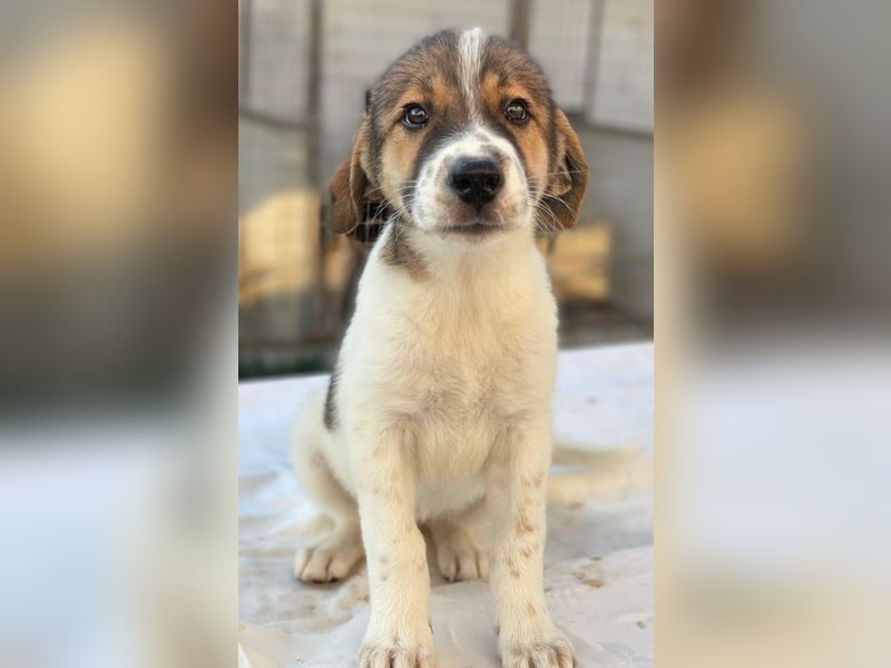 Trine, geb. ca. 05/2025, lebt in GRIECHENLAND, im städt. Tierheim Serres