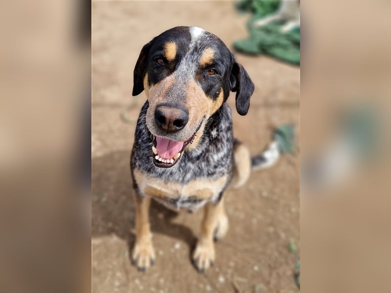 Bert, geb. ca. 10/2019, lebt in GRIECHENLAND, im städt. Tierheim Serres