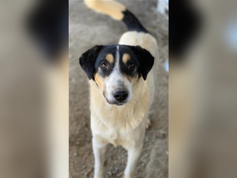 Fanny, geb. ca. 04/2021, lebt in GRIECHENLAND, im städt. Tierheim Serres