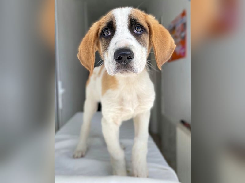 Pimock, geb. 03/2025, lebt in GRIECHENLAND, im städt. Tierheim Serres