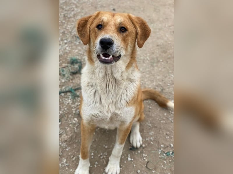 Imilo, geb. ca. 04/2024, lebt in GRIECHENLAND, im städt. Tierheim Serres