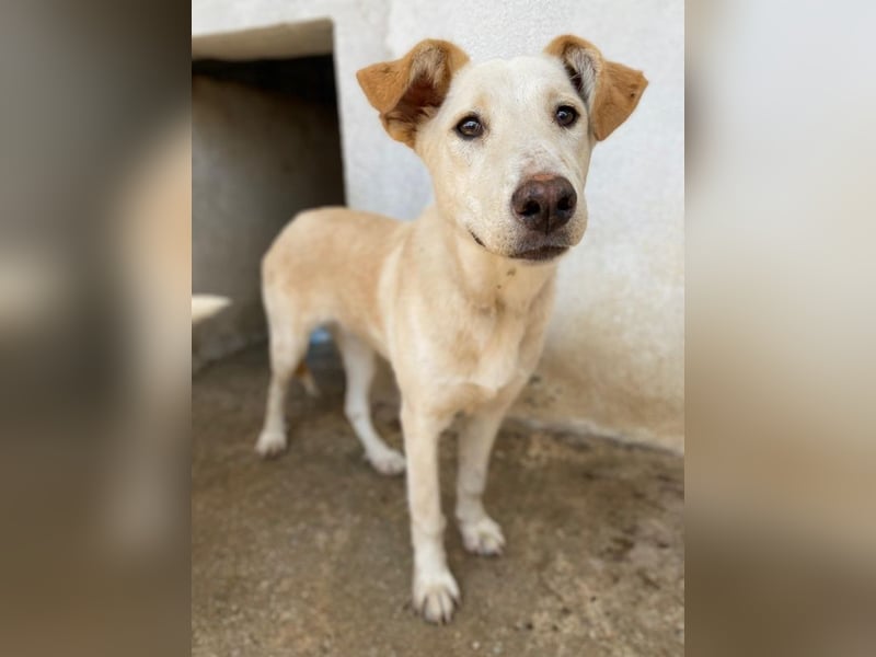 Kalena, geb. ca. 01/2025, lebt in GRIECHENLAND, im städt. Tierheim Serres