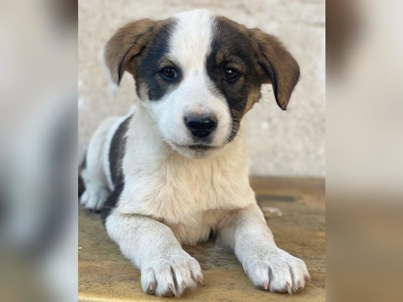 Yoko, geb. ca. 03/2026 , lebt in GRIECHENLAND, auf einer privaten Pflegestelle